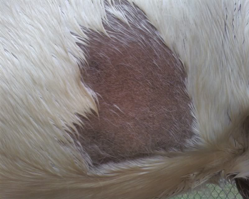 Losing BIG patches of hair Horse Health HorseCity Forums